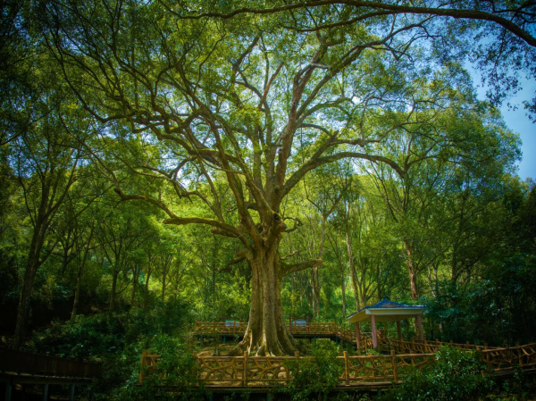 同花易配 寻找最美古树守护人，他们值得被看见！
