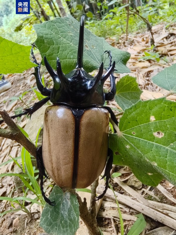 钱投网 首次发现！两种国家二级保护动物现身云南大雪山国家级自然保护区